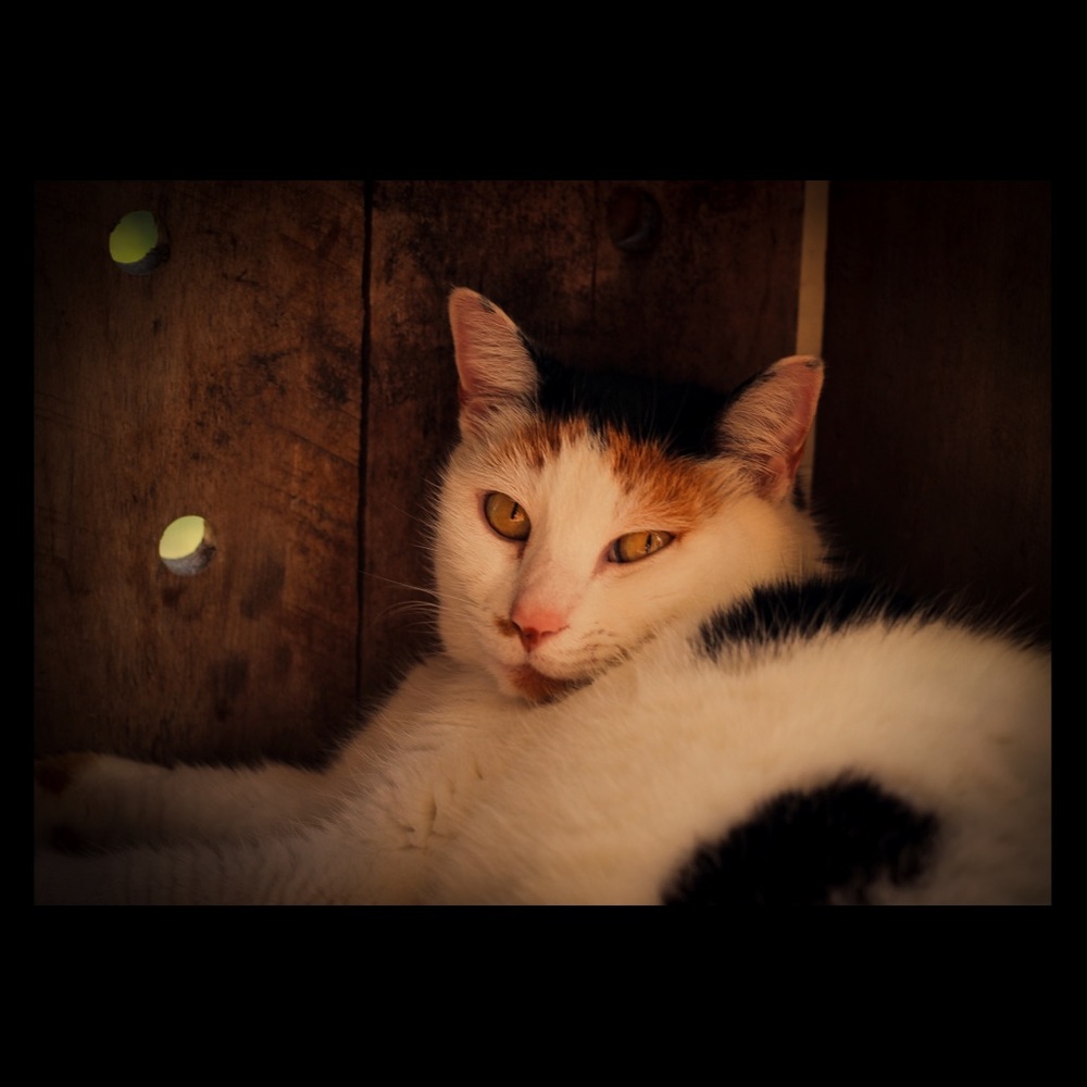 Meet your Posher, Kayla